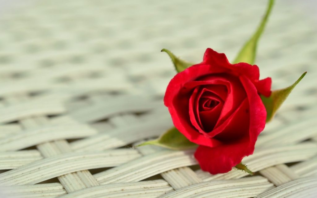 rose-red-rose-romantic-rose-bloom-1080x675-1