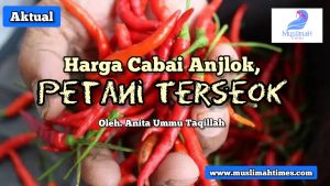 harga cabai anjlok